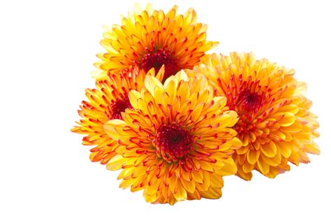 Download Chrysanthemum Photos Hq Png Image Freepngimg