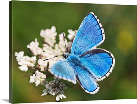 Adonis Blue Butterfly Wall Art Canvas Prints Framed