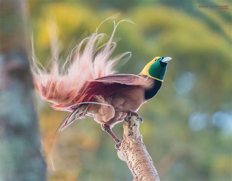 Bird Of Paradise Bird Photography Of A Lifetime Photographyaxis