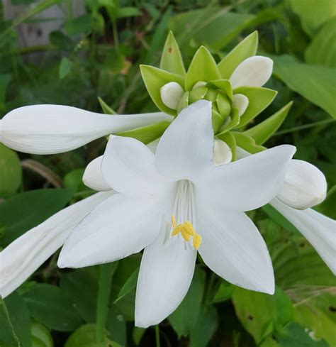 Gorgeous Hosta Gaucamole With Sweet Scented White Flowers
