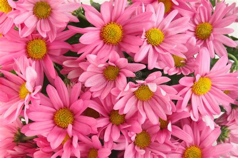 1600x1200 pink daisy colorful flowers pictures pink daisy flowers wallpapers. Pink daisy background stock image. Image of spring ...