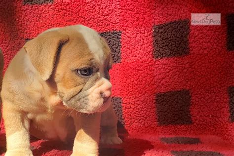 Hours may change under current circumstances Iggy : Olde English Bulldogge puppy for sale near Lafayette, Louisiana. | 8ad1f4c5e1