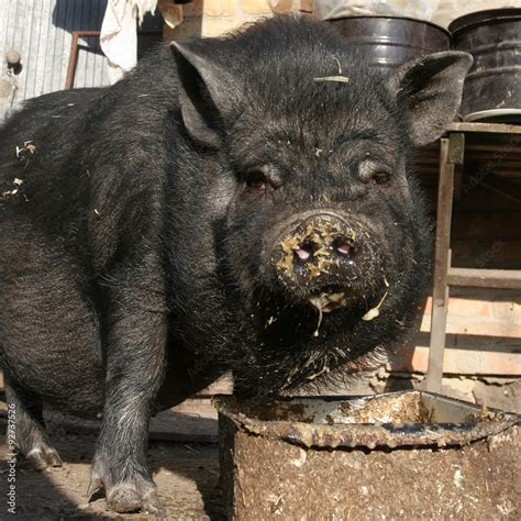 Black Fat Pig With A Snout Soiled Eating Stock Photo Adobe Stock