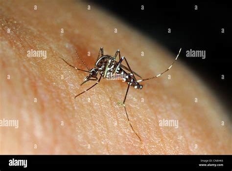 Asian Tiger Mosquito Aedes Albopictus Stock Photo Alamy
