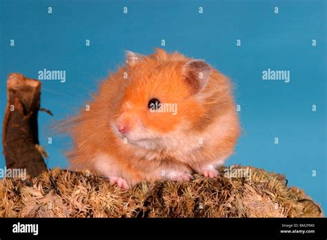 Long Haired Hamster Hi Res Stock Photography And Images Alamy
