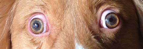 This Dog Has Extraocular Myositis An Immune Mediated