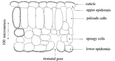 32 Cross Section Of A Leaf Diagram Arujrainny