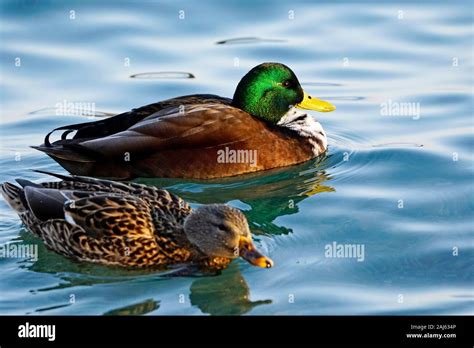 This Male Mallard Is A Hybrid Duck With Bibbed Chest Spotted With