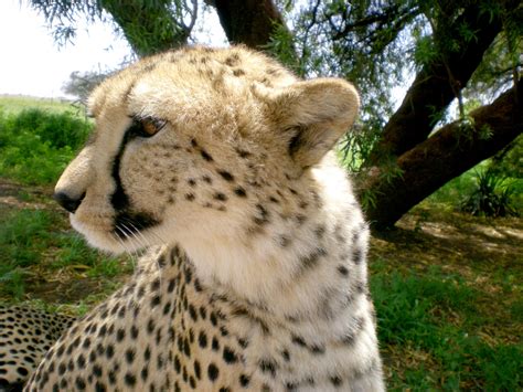 Cheetah Profile Free Stock Photo Public Domain Pictures