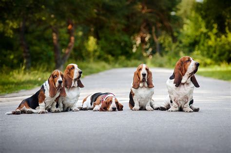 Basset Hound Wallpapers Wallpaper Cave