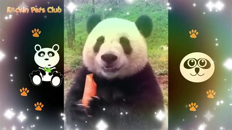 😍cutest And Funny Panda💖compilation😻 Youtube
