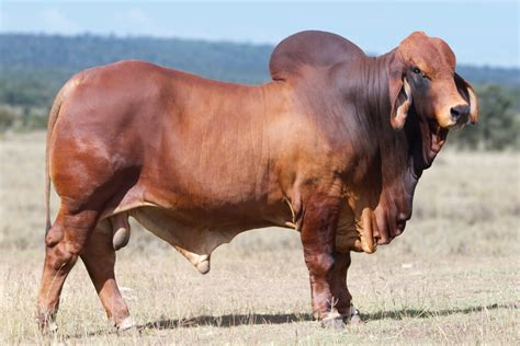 Rockley Brahmans Blog Premium Red Brahman Bulls For Sale