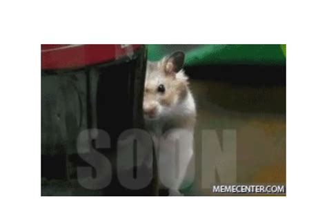 Soon Hamster Animated Maker Pi Ata Farms The Best Meme