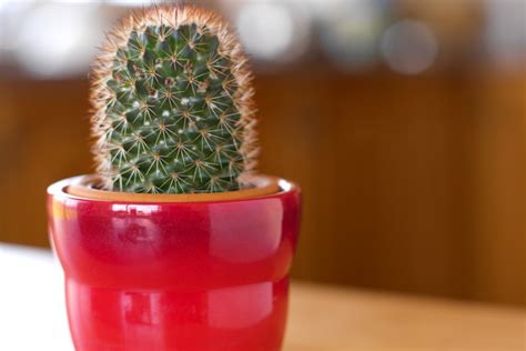 Para entender cómo se cuidan los cactus en su hábitat natural hay que saber cómo es el clima de allí. ¿Con qué frecuencia necesitas regar un cactus bebé?