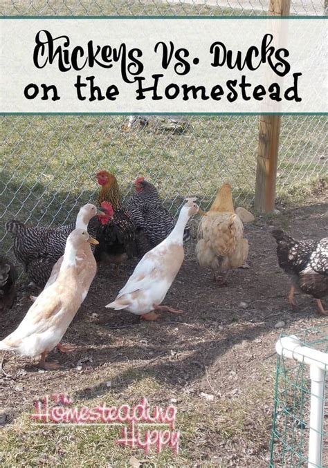 Chickens Vs Ducks On The Homestead The Homesteading Hippy