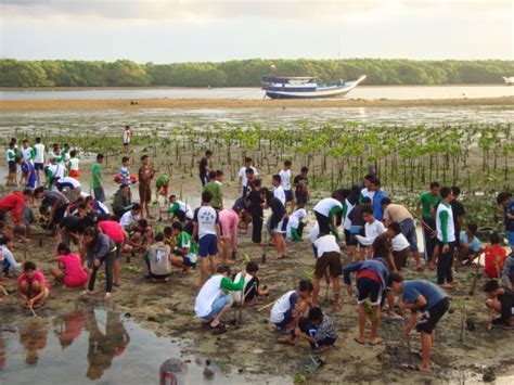 Penanaman 1000 Mangrove Di Nipah Panjang Kab Tanjung Jabung Timur
