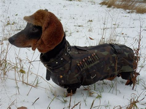 К охоте готов Wiener Dog Dachshund Dog Hunting Dogs