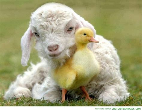 Cute Baby Farm Animals Baby Lamb Baby Duckling Duck Sheep Pictures