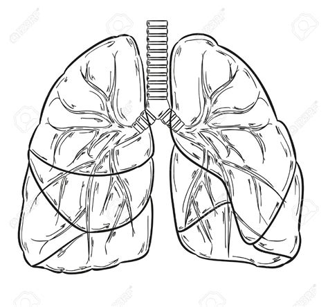 Coloring Page Lungs Coloring Me My XXX Hot Girl