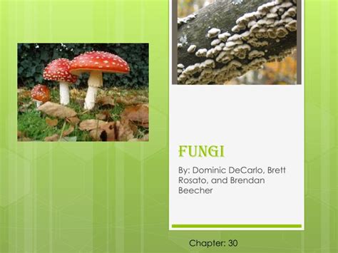 Ppt Fungi Powerpoint Presentation Free Download Id2373387