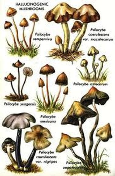 Psychedelic Mushrooms In Kentucky All Mushroom Info