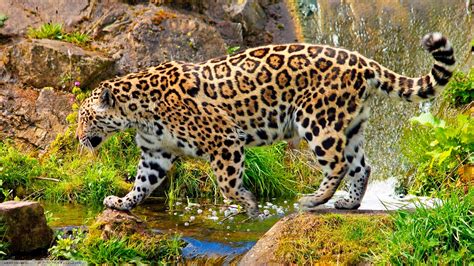 Jaguars Animals Wallpapers Hd Desktop And Mobile Backgrounds