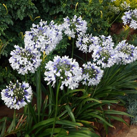 The largest storm to hit oklahoma in more than half a century is brewing, and it promises to drop multiple twisters. Agapanthus Twister | Mirror Garden Offers