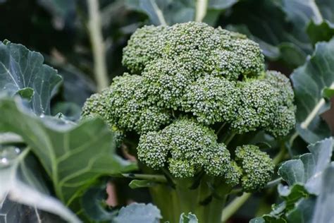 Best Companion Plants Near Broccoli And Those To Avoid In 2020