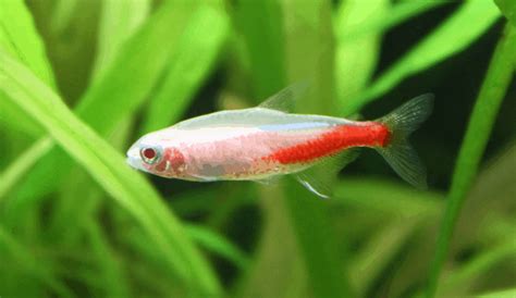Neon Tetra Care Disease Breeding Albino And Gold Types Fish Laboratory