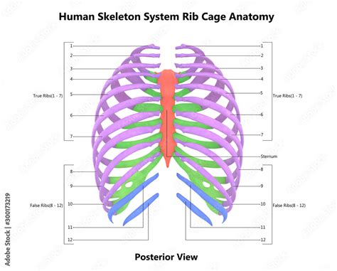 Human Skeleton System Rib Cage With Detailed Labels Anatomy Posterior View Stock Illustration