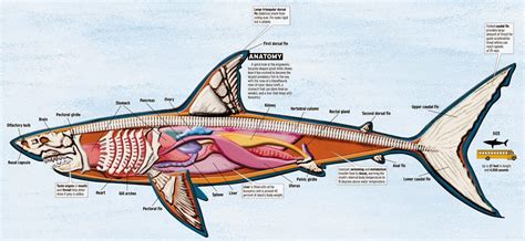 Shark Attack News Great White Anatomy Graphic White Sharks Great