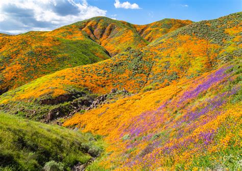 Super Bloom Chaos In California