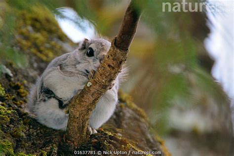 Stock Photo Of Siberian Flying Squirrel Pteromys Volans Sitting On A