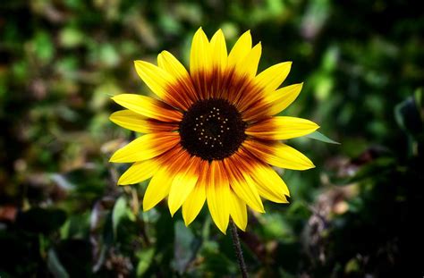 Star Sunflower Photograph By Dana Hardy Fine Art America