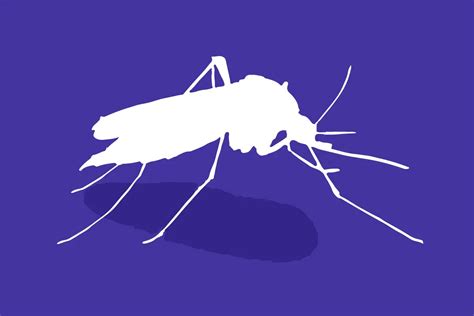Mosquitoes In Malta Insights And Prevention Tips