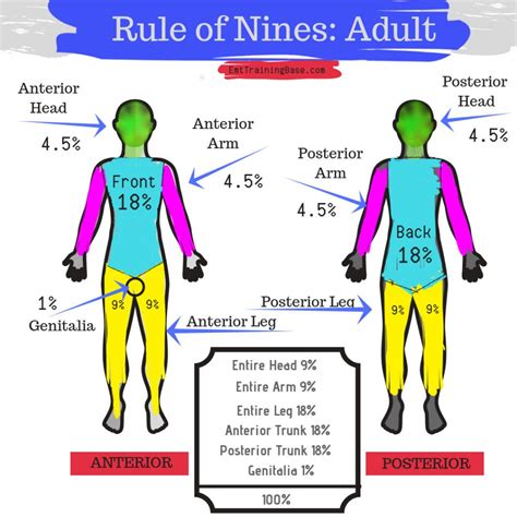 Rule Of Nine Printable Rule Of Nines Chart Robot Watch