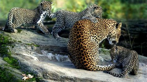 Wallpaper Id 751998 Leopard Nature Mother Animals Wildlife