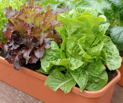 5 Super Fast Indoor Vegetables You Can Grow In About A Month
