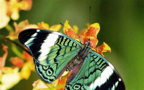 Picture Of Green Butterfly Sitting On Flower All Best