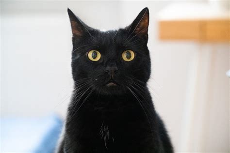 Debunking Black Cat Superstitions Kitty Kasa