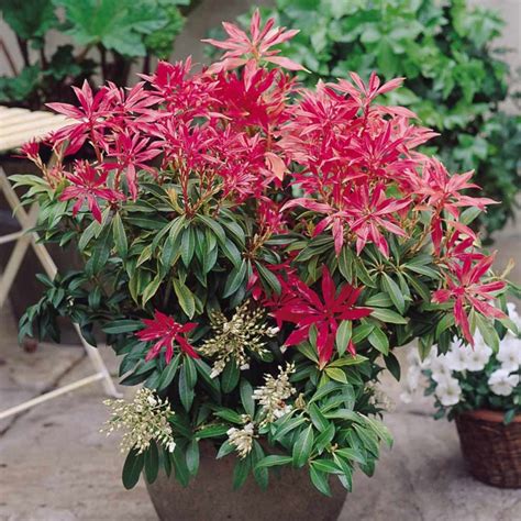 Pieris Forest Flame Colorful Shrubs Colorful Flowers White Flowers