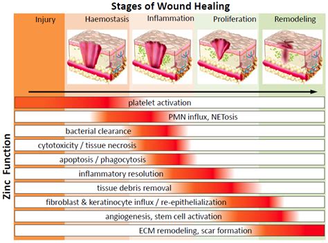 Cutaneous wounds normally heal in predictable stages: Nutrients | Free Full-Text | Zinc in Wound Healing Modulation
