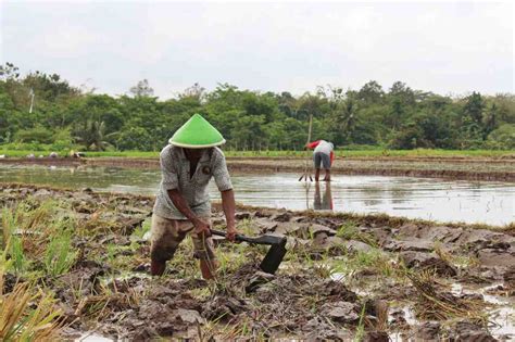 Melantunkan sholawatan saat membajak sawah. Infopublik Mencangkul Sawah