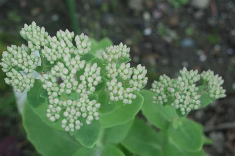 White Sedum Sedum Herbs Garden Plants White Garten Lawn And