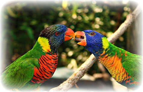 Kissing Birds Photograph By Desiree Lyon