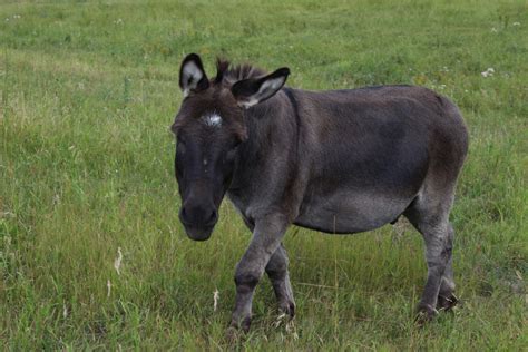 Donkey Farm Animal Free Stock Photo Public Domain Pictures