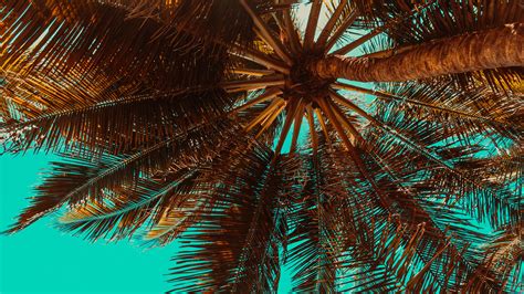 Palm Tree Desktop Wallpaper 72 Images