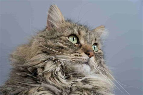 How To Tell If Your Cat Is A Maine Coon 5 Easy Steps