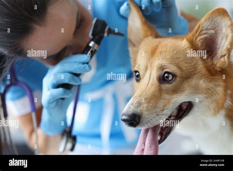 Veterinarian Examines Dog Auricle Closeup Diseases Of Ears In Dogs