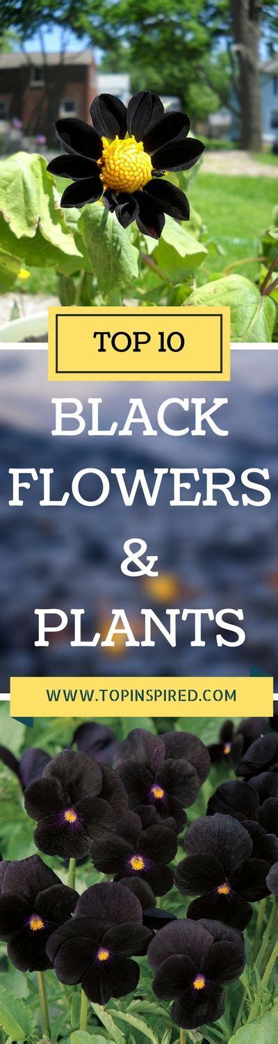 Top 10 Black Flowers And Plants To Add Drama To Your Garden Plants
